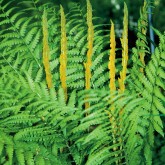 Osmunda