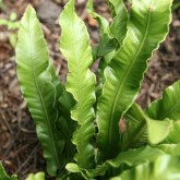 scolopendrium