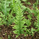 Polypodium