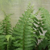 Polystichum